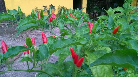 Goan Vegetables - Download Goa Photos