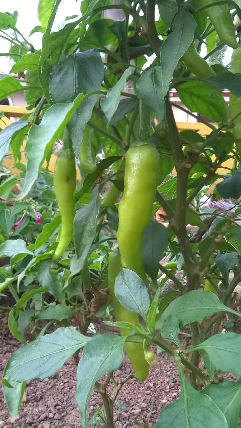 Goan Vegetables - Download Goa Photos