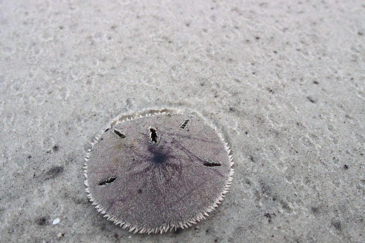 sand dollar - 1 may 2017