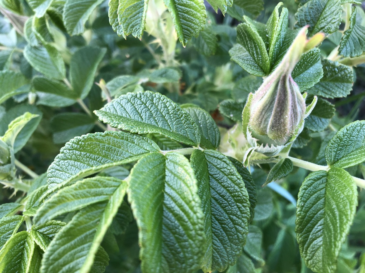 rosa rugosa - 22 may 2019