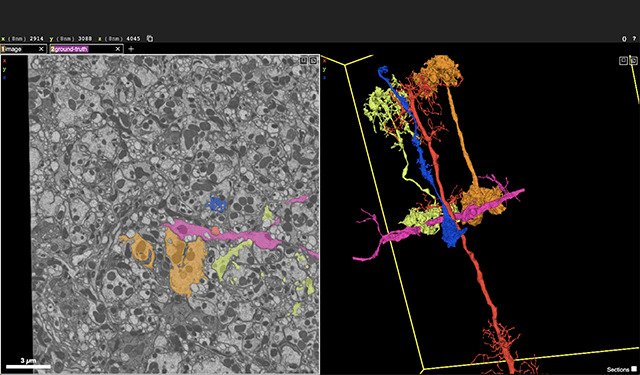 connectomics_neuroglancer