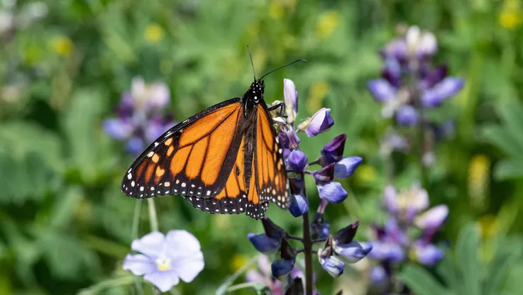 Monarch butterfly 2024 hero