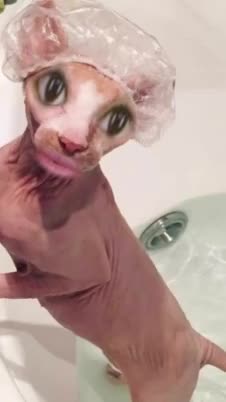 Cat Shower