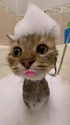 Cat Shower