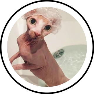 Cat Shower Lens and Filter by Insyira on Snapchat