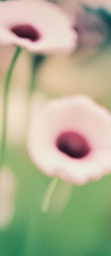 Immagine di fiori in un campo con sfocatura diffusa e il prompt: "Foto di fiori con sfocatura diffusa".