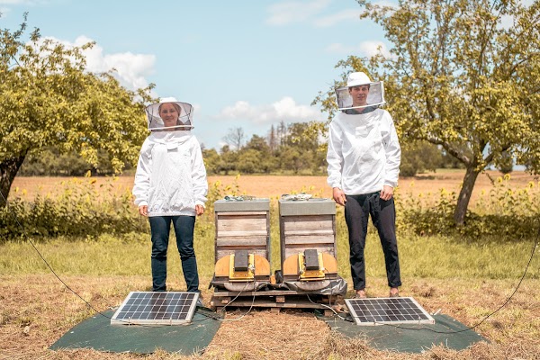 機械学習を活用して世界中のミツバチを保護する apic.ai