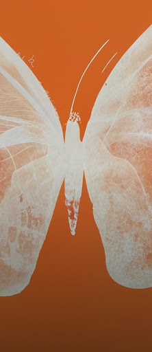 橙白两色的半色调蝴蝶 X 光片，提示内容为“Halftone xray of a butterfly in orange”（半色调蝴蝶 X 光片，背景为橙色）。