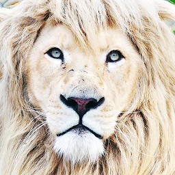 Icon image White Lion Wallpaper