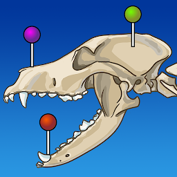 Icon image vet-Anatomy