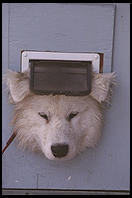 Alex stuck in Barrie's cat door.  Seattle, Washington.