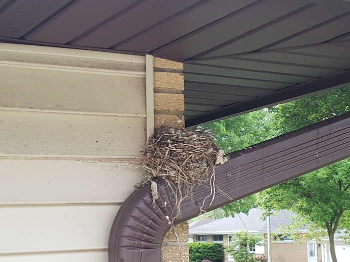 empty bird's nest