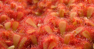 Drosera aliciae seedlings