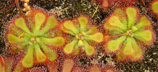 D. dielsiana