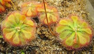 Drosera natalensis group photo