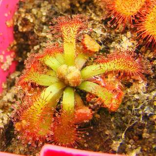 Drosera natalensis ssp. Chimanimane (Chimanimane Mountains, Zimbabwe)