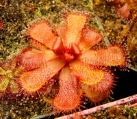 A healthy red Drosera slackii