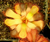 Drosera slackii heat stress