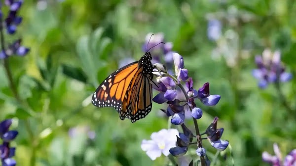 Una mariposa se posa en flores violetas.