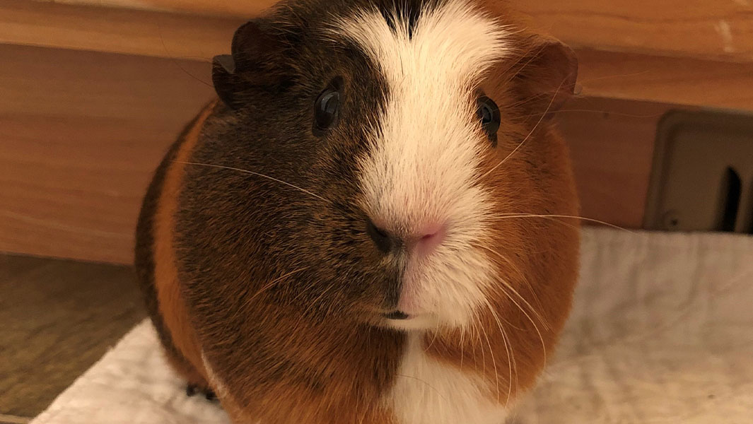 Abby the guinea pig leaps her way to highest bar jump