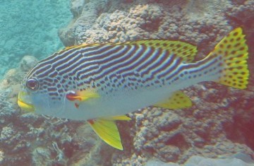 diagonal banded sweetlips 