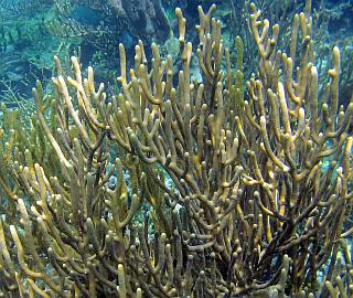  Firecoral, Indonesia.  Lovely to look at, painful to touch.