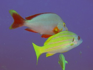 Humpback and Bluestripe Snapper