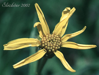 Flower head of Longleaf Arnica, Seep Spring Arnica, Spearleaf Arnica, Spear-leaf Arnica, Spear-leaf Leopardbane: Arnica longifolia (Synonyms: Arnica longifolia ssp. myriadenia, Arnica myriadenia)