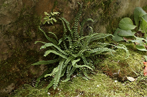 nature,fougère,78,photos