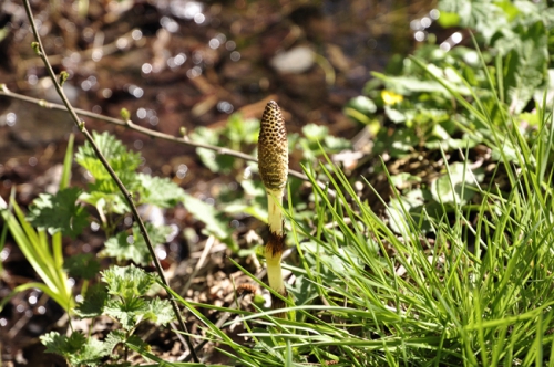 nature,plantes,herbier,photos