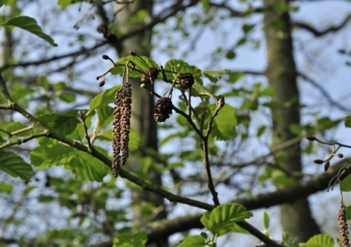 nature,arbres,photos