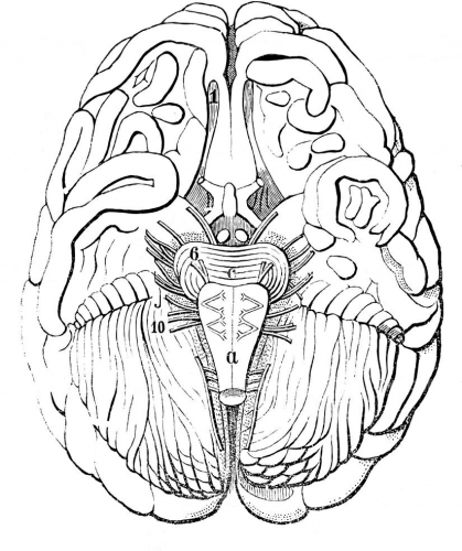 old-engraving-of-the-human-brain-in-section.-The-book-Natur-und-Offenbarung-1861.jpg