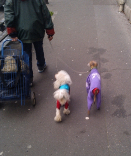 Les chiens déguisés, oct 13, ave Vellefaux (recadré).jpg