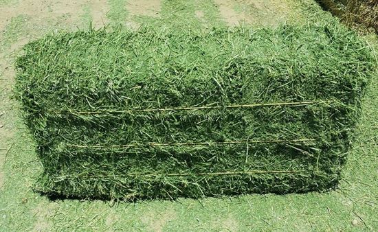 Picture of Alfalfa 3-string Square Bale (Arizona)