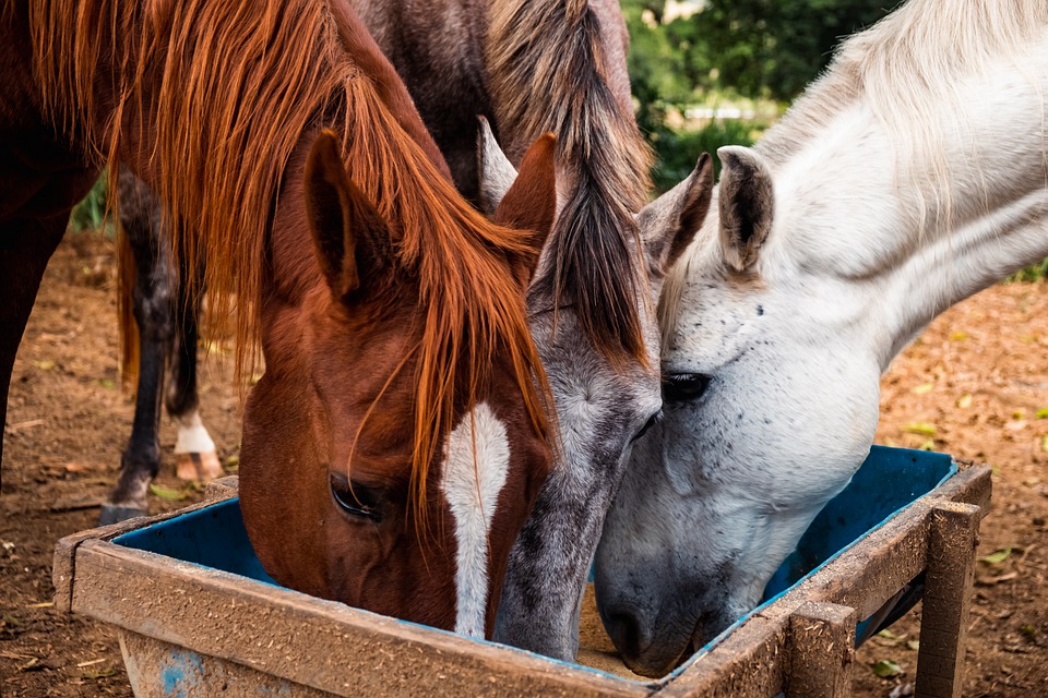 Himalayan salt in animal use