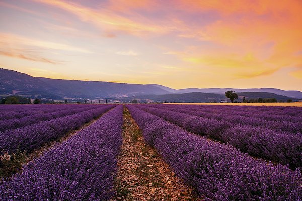 Provence