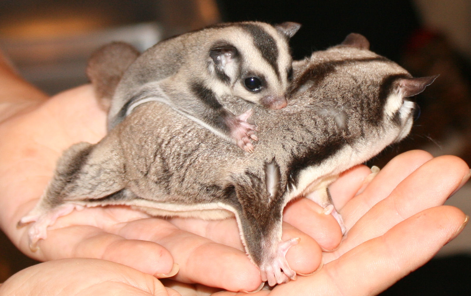 Baby Sugar Glider Price