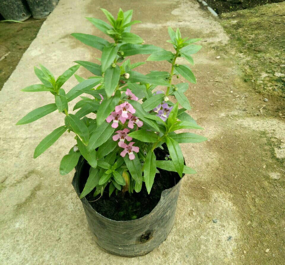 Cây hoa Violet nhật