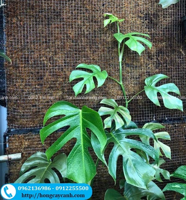 Cây Trầu Bà Monstera Mini