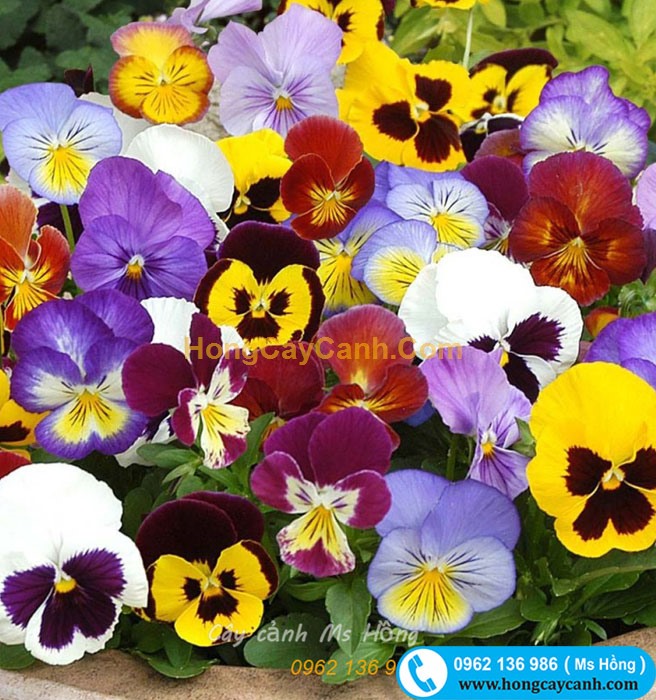 Hoa bướm Pansy