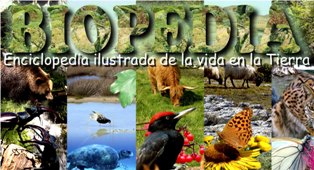 ecosistemas, biomas, naturaleza, biología