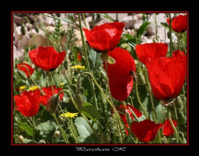 Poppies time..