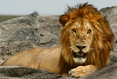 serengeti lion