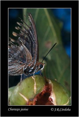 Charaxes jasius