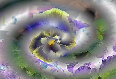 Pansy Swirl