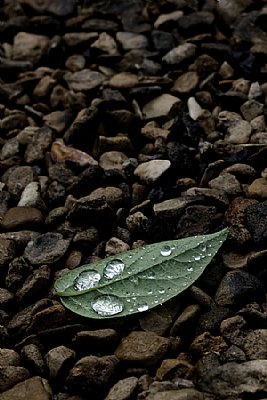 Water Drops