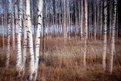 Picture Title - Birch 1