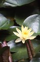 Picture Title - Water Lily 2