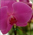 Picture Title - Orchid