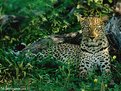 Picture Title - The Okavango Delta